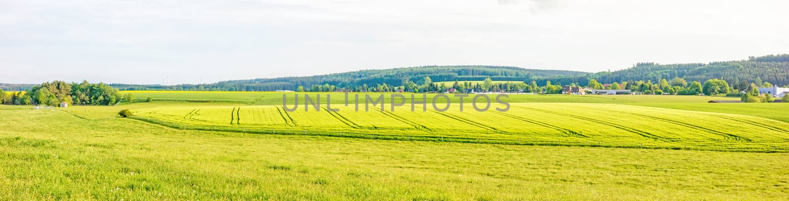 Farmland panorama - wheat field, green meadow, rural landscape