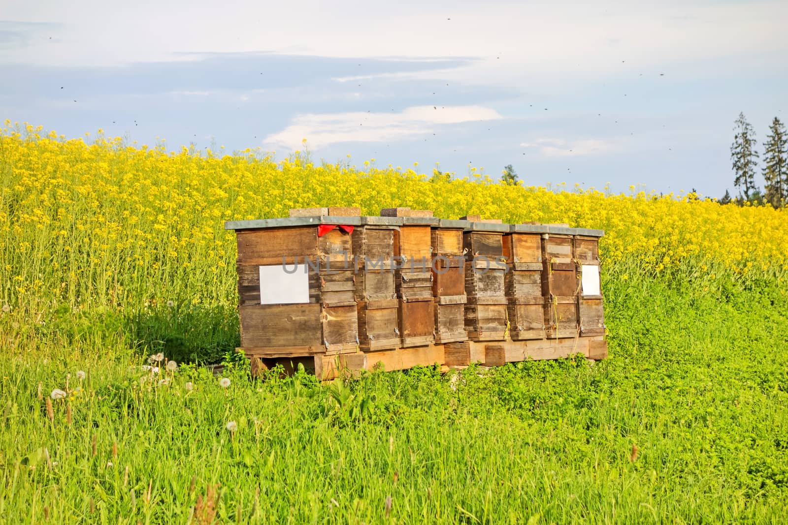 Apiary in the field of rapeseed
