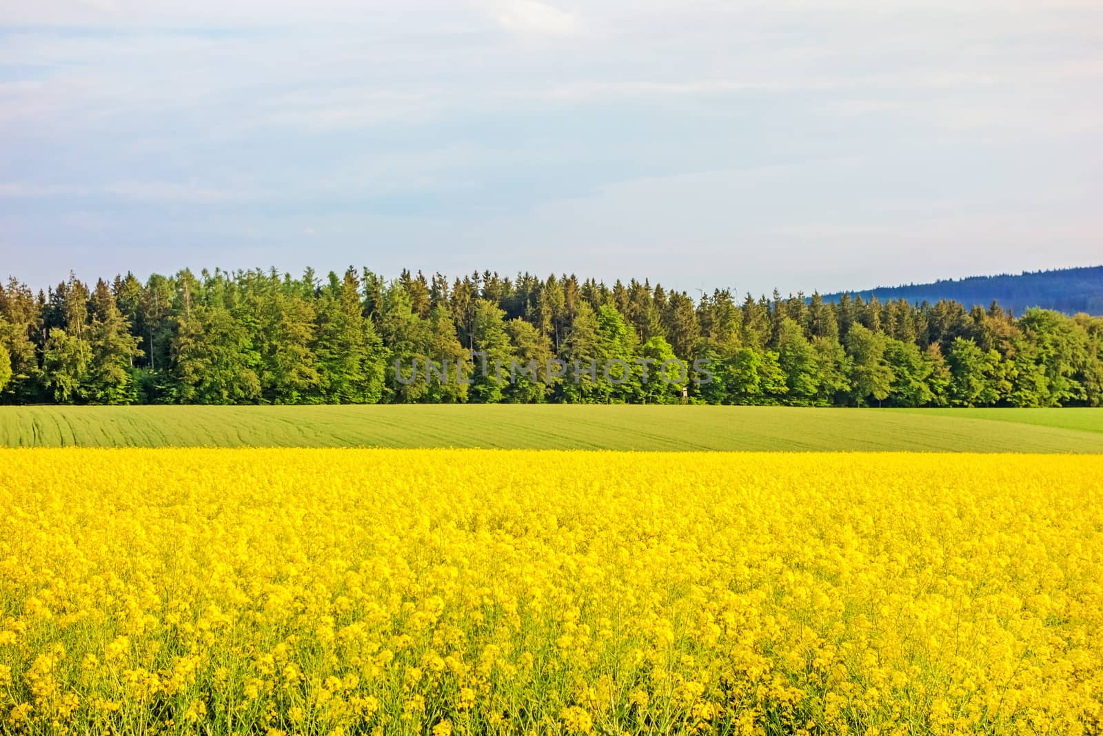 yellow canola field with forest / trees in the background