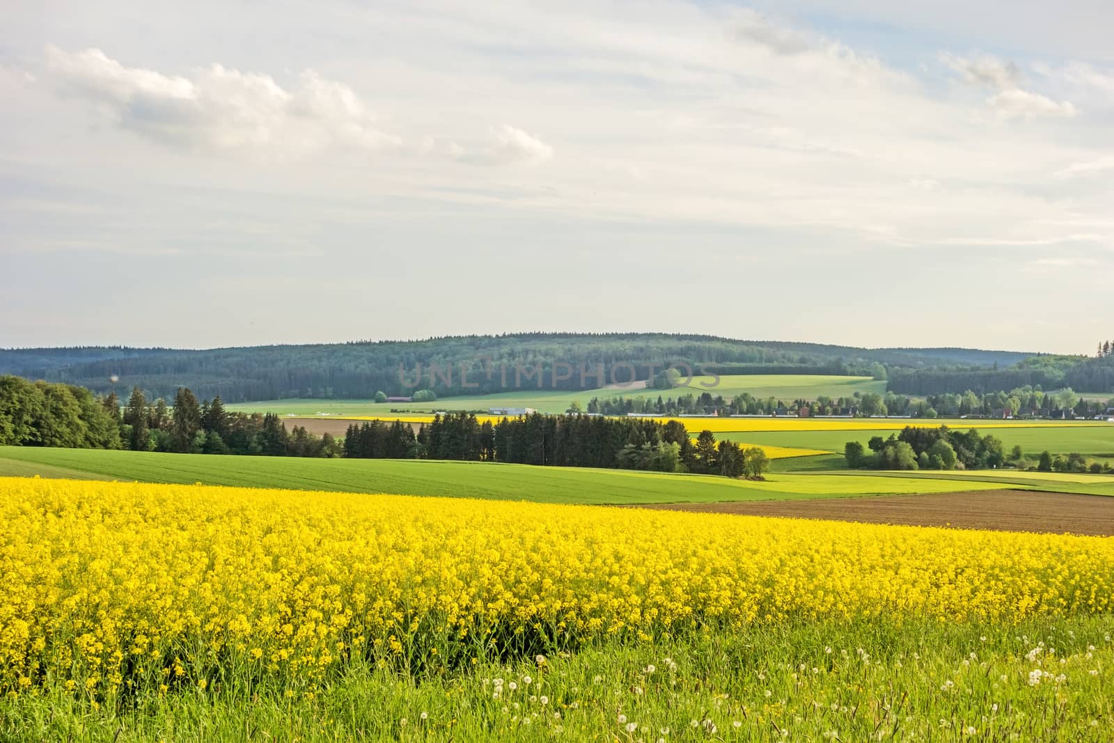 yellow canola field by aldorado