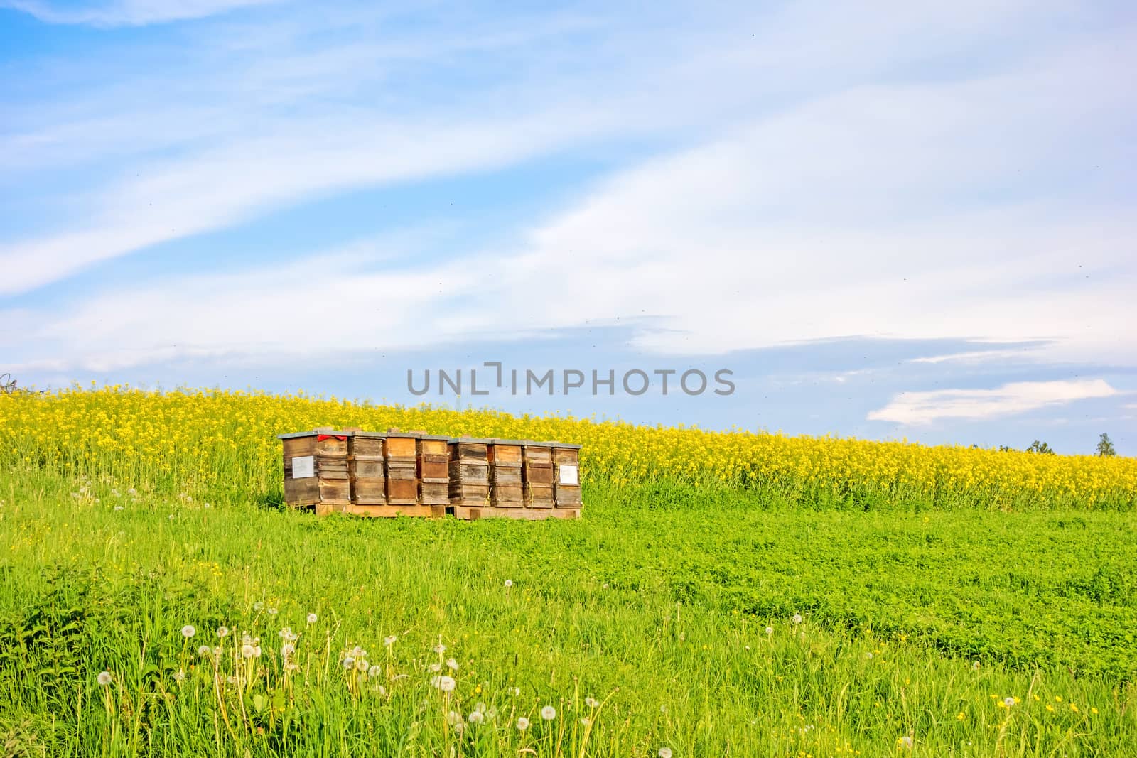 Apiary on green meadow, yellow canola field in the background
