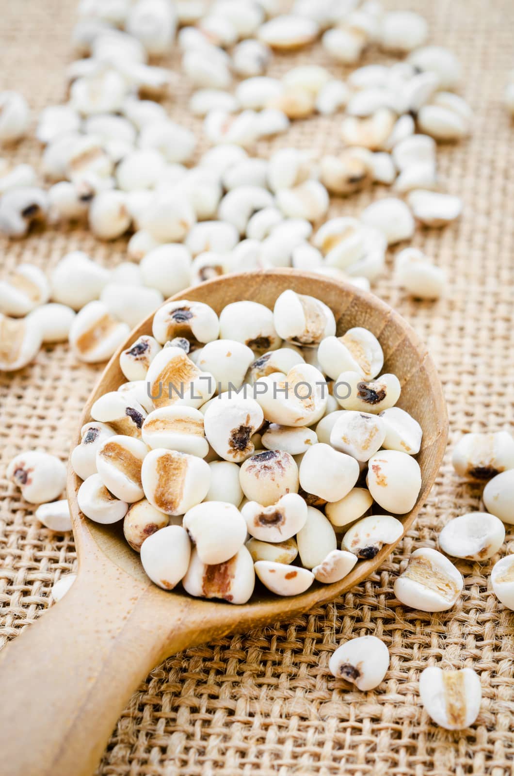 Job's tears with wooden spoon, Millet grains, Organic seeds on sack background.