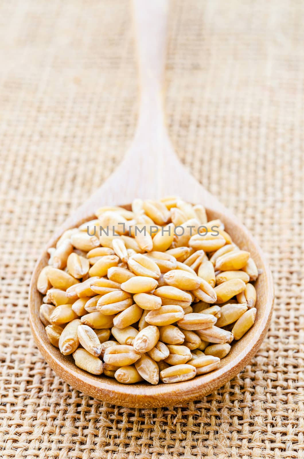 Closeup organic whole grain wheat kernels in wooden spoon on sack background.