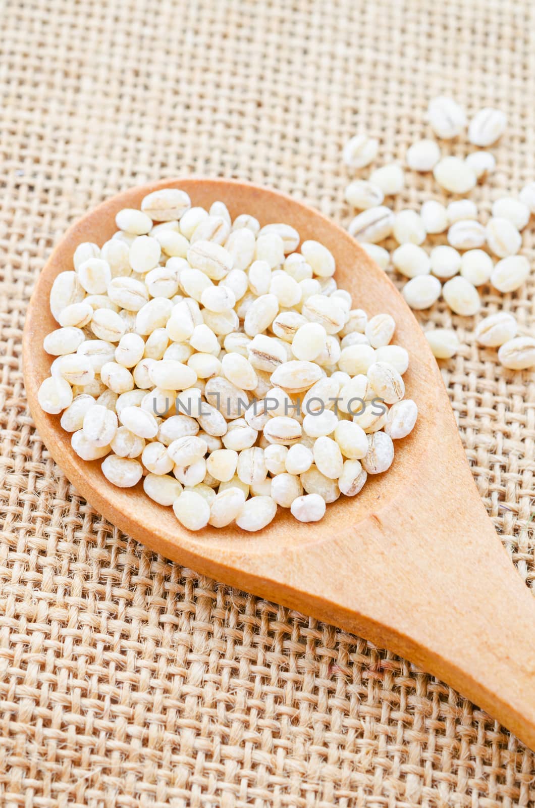 Barley Grains in the wood spoon on sack background