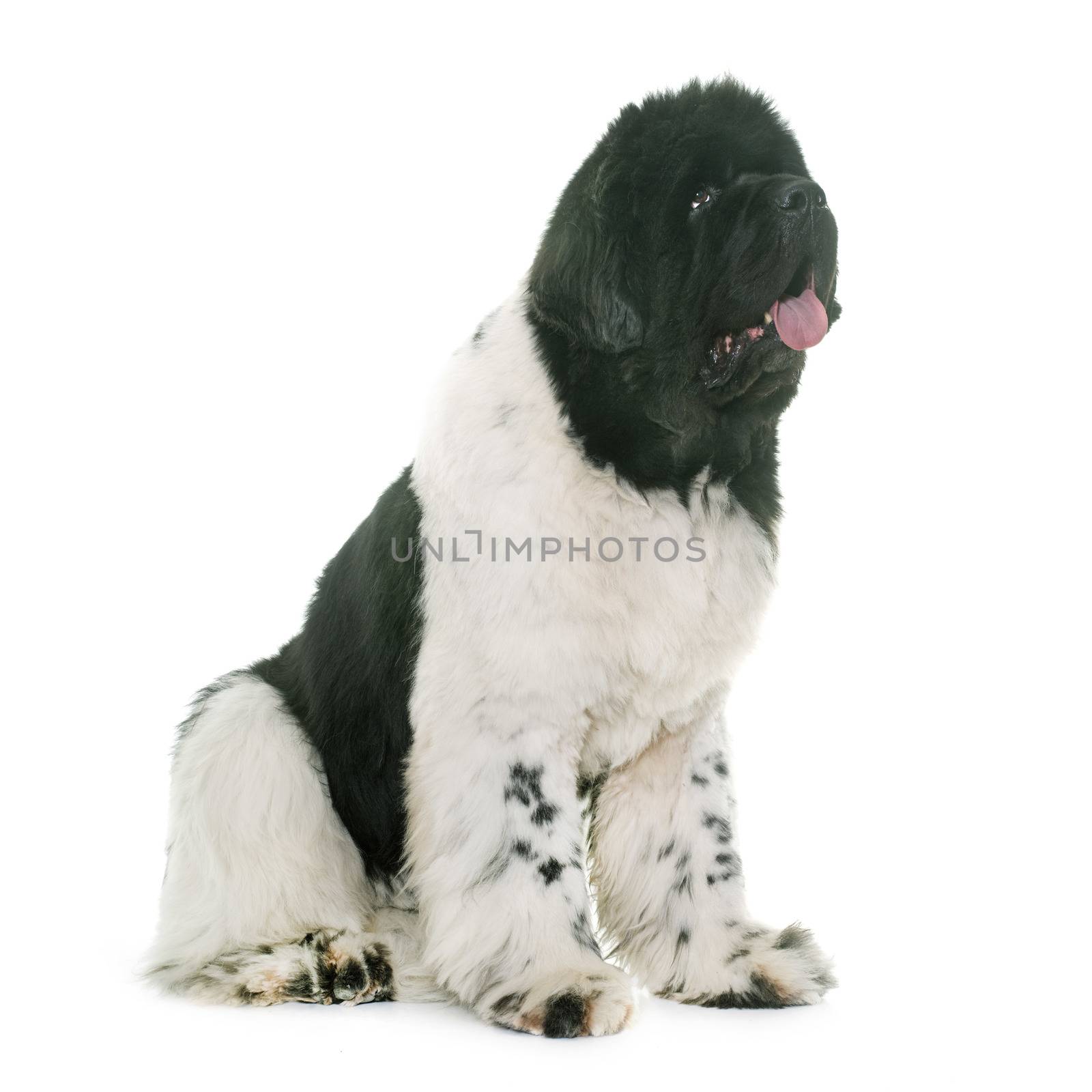 black and white newfoundland dog in front of white background