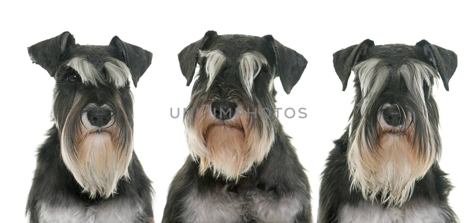 black and white miniature schnauzers in studio