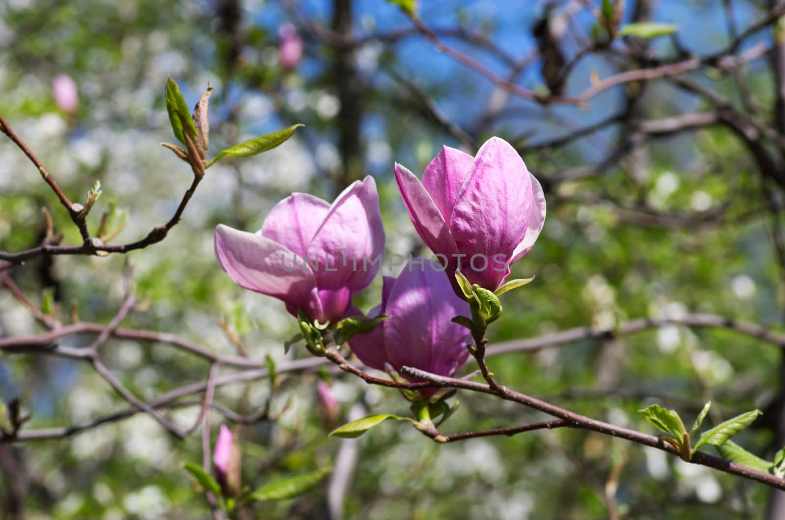 Beautiful pink Flowers of a Magnolia Tree by dolnikow