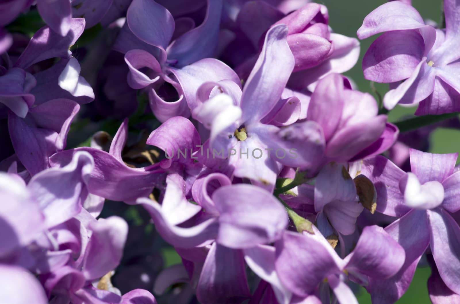 Blooming lilac flowers. Abstract background. Macro photo by dolnikow