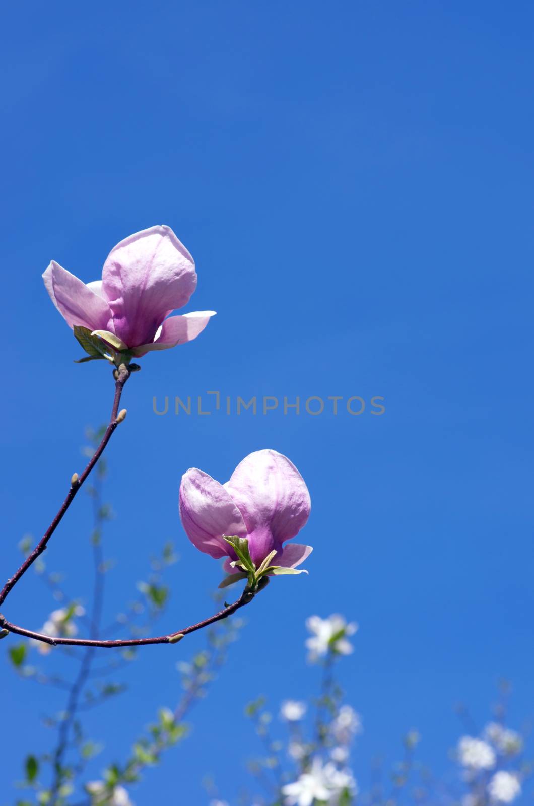 Beautiful pink Flowers of a Magnolia Tree by dolnikow