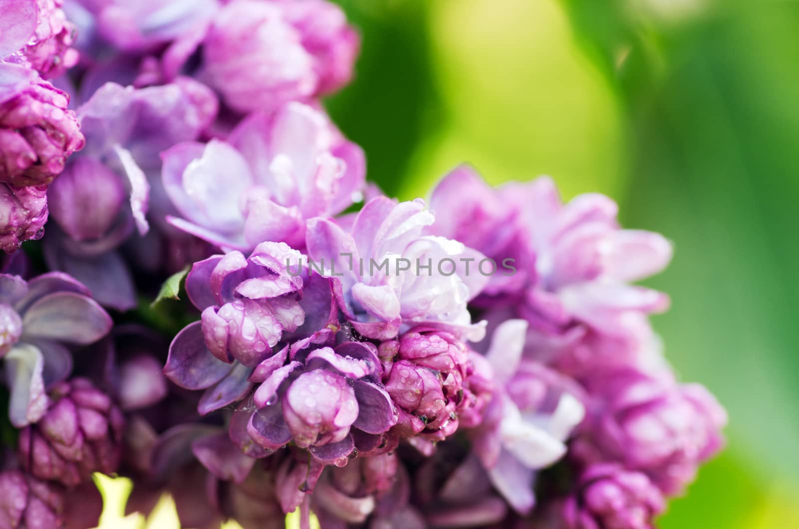 Blooming lilac flowers. Abstract background. Macro photo by dolnikow