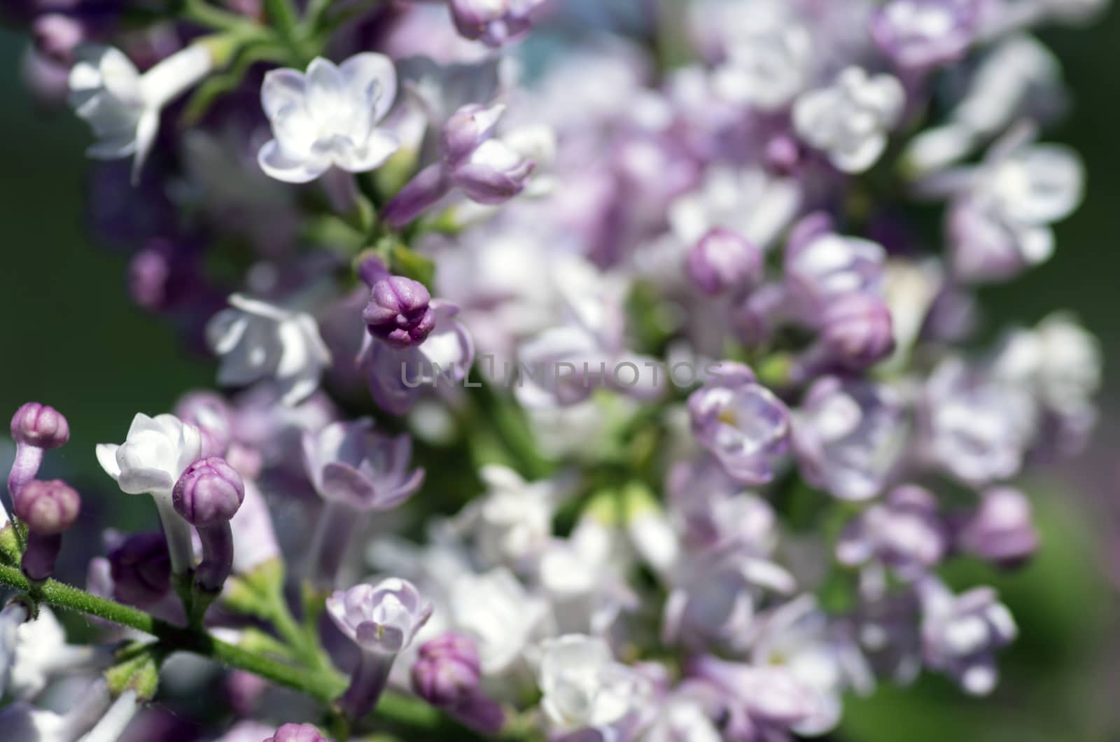 Blooming lilac flowers. Abstract background. Macro photo by dolnikow