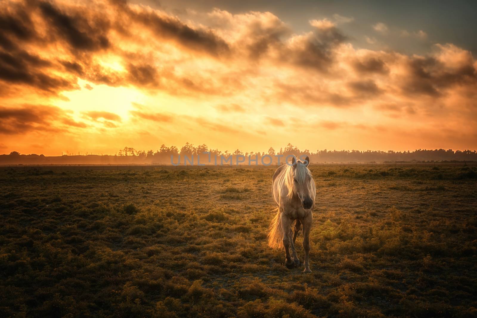 Horse in a Pasture with Orange Sunset by backyard_photography