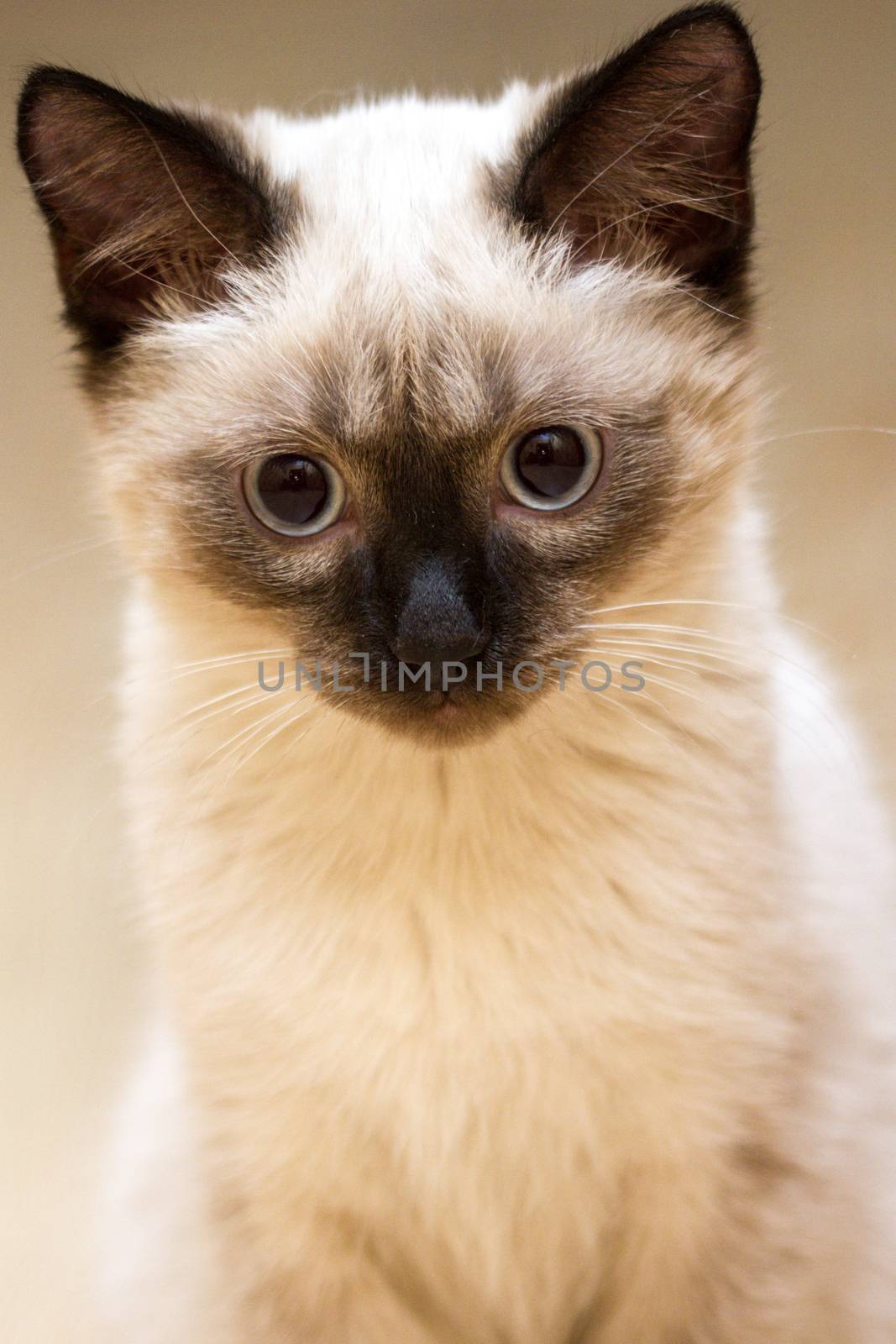 a little fluffy blue-eyed Siamese kitten sitting