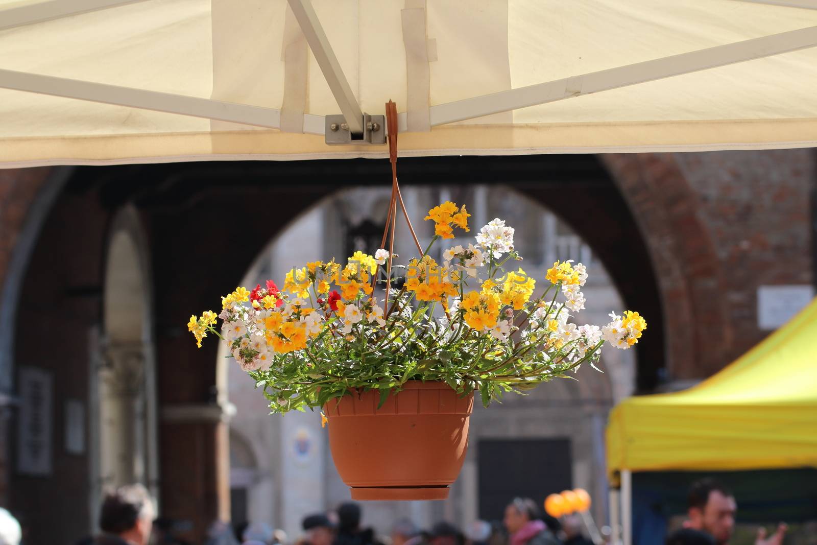 Closeup of flowers with the Ferrara cathedral background