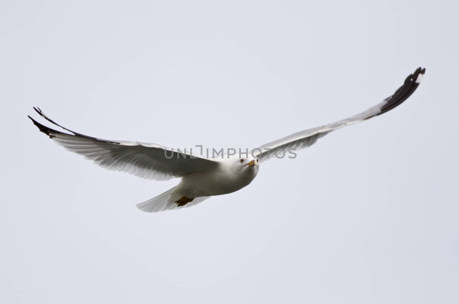 The gull in flight in the sky