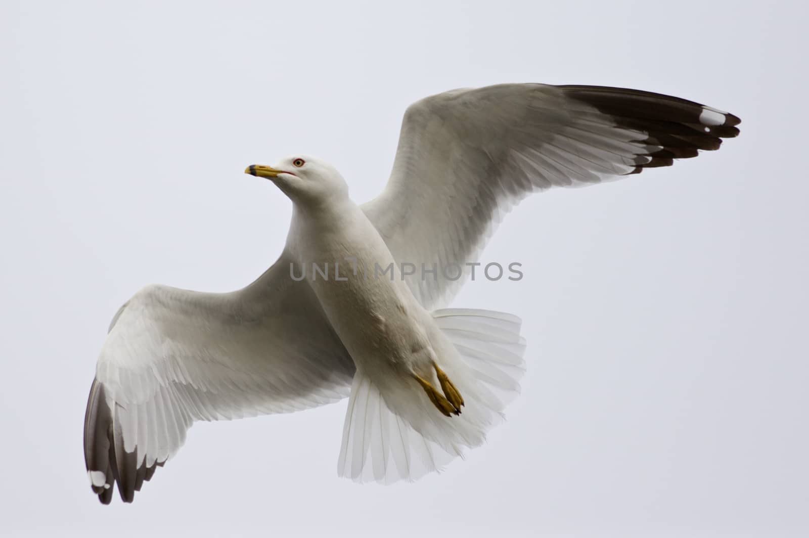 Beautiful background with a flying gull