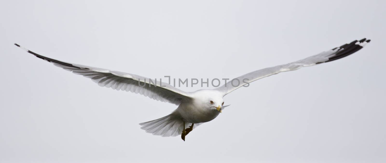 Beautiful isolated photo of a calm flight of a gull by teo