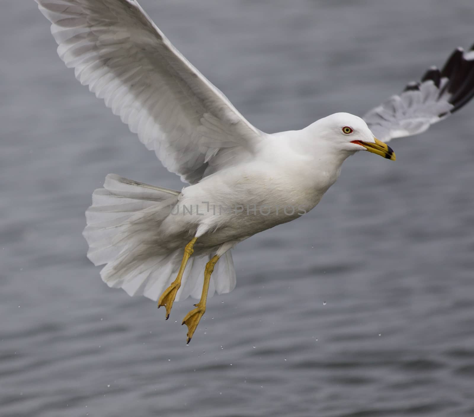 Beautiful close photo of a gull with the wings opened