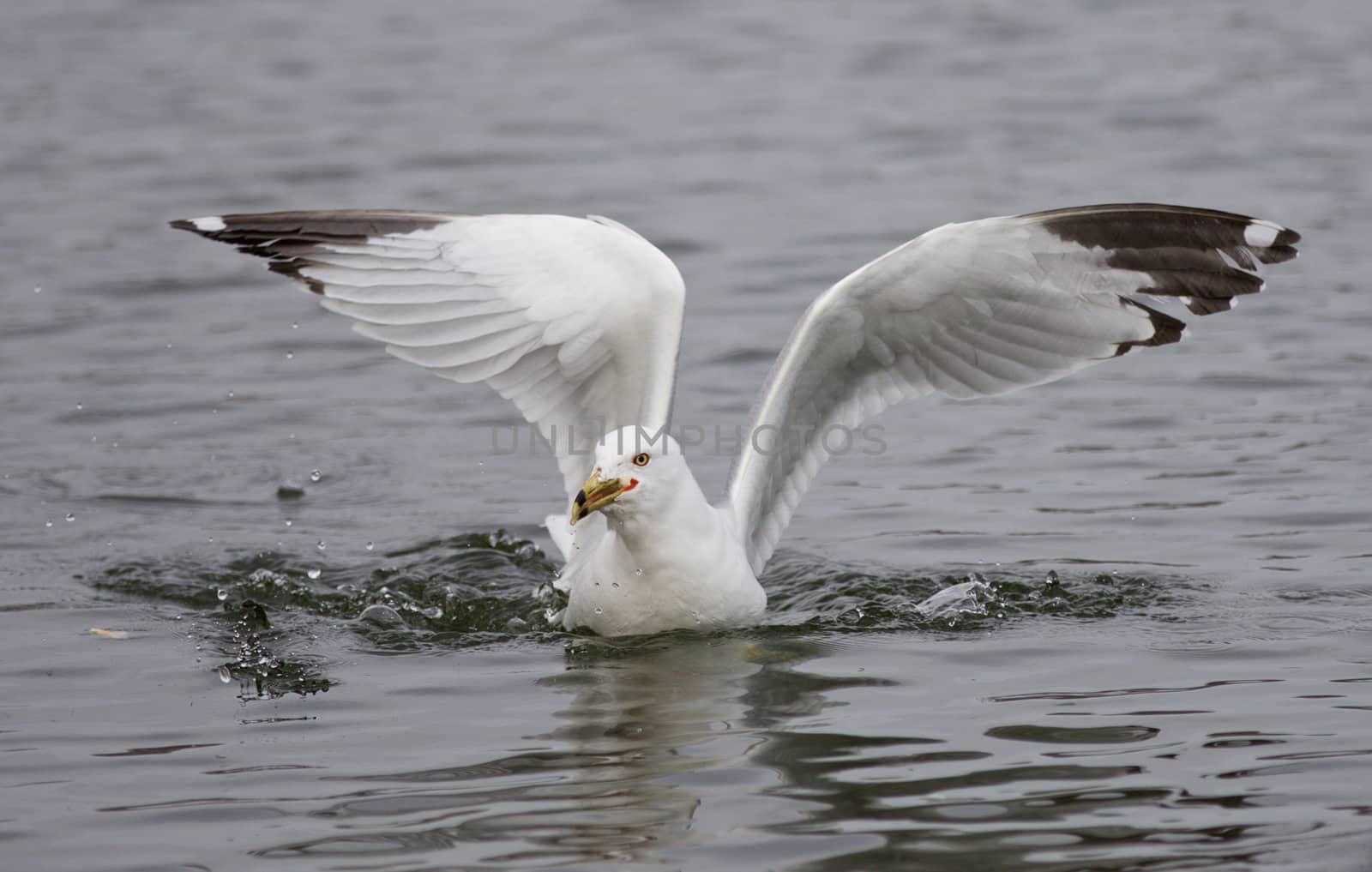 Photo of a gull found the food in the lake