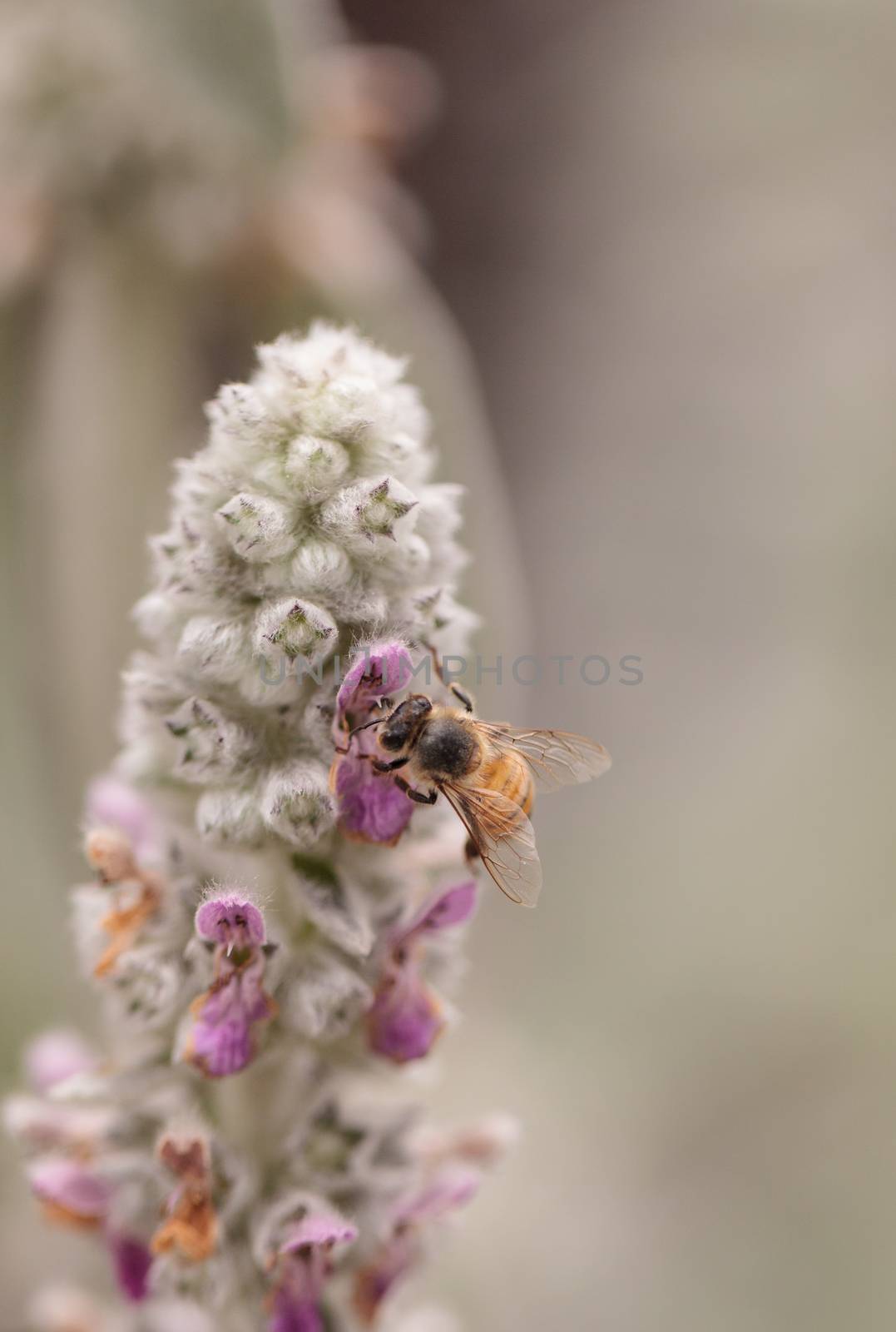 Honeybee, Apis mellifera, gathers pollen on a flower in spring in Southern California, United States.