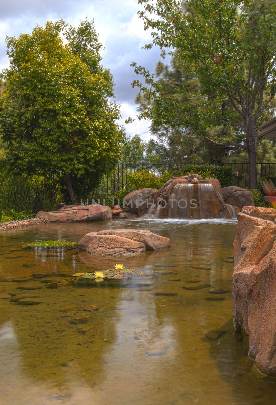 Orange, CA, USA —May 7, 2016: Plant life, koi fish and a waterfall in a pond in Southern California in spring.