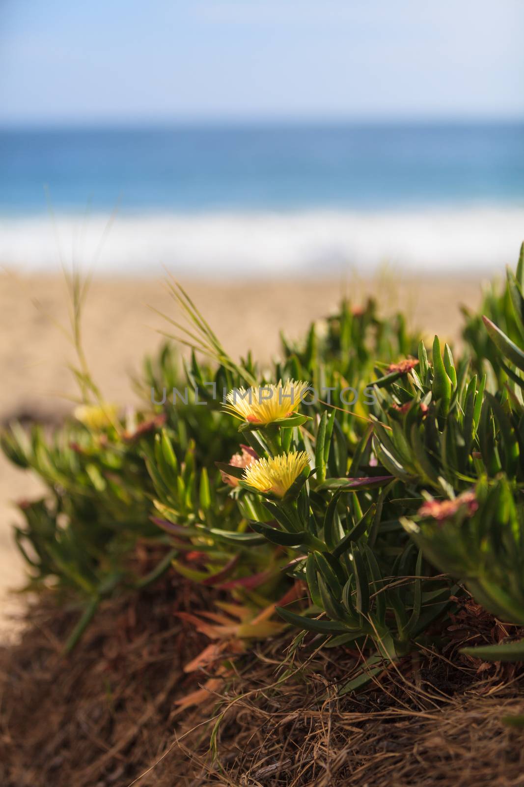 Ice plant succulent, Carpobrotus edulis, creeping ground cover on beach sand in the spring in Southern California with the ocean in the background