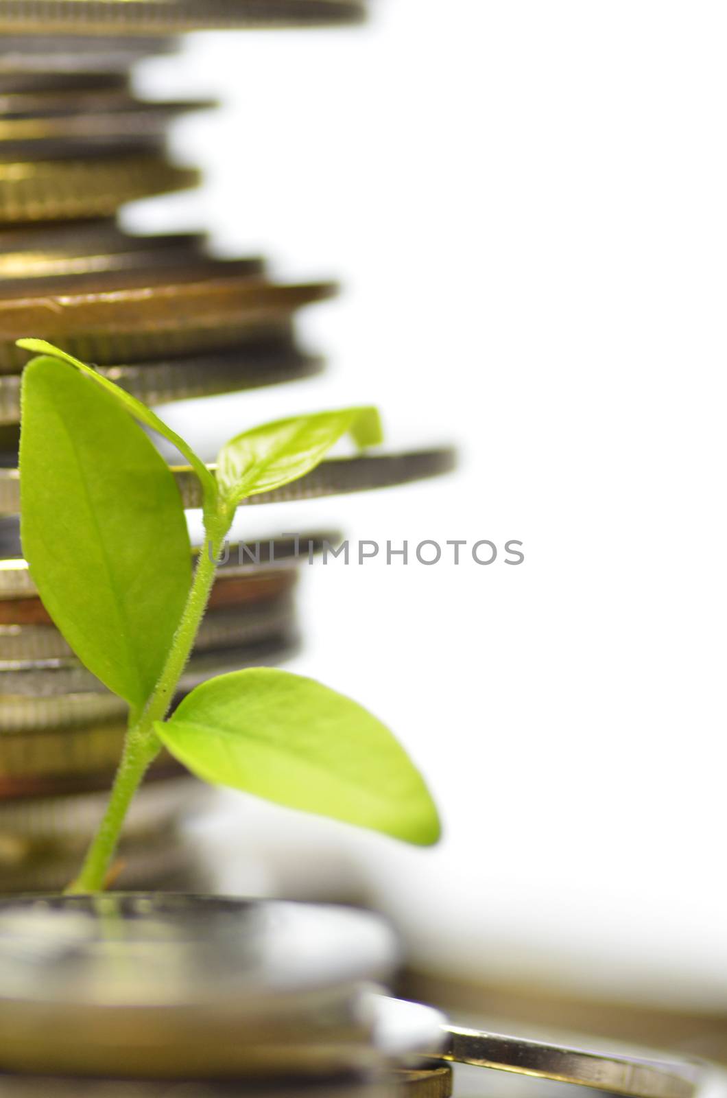 Plant and lot of coins by tang90246