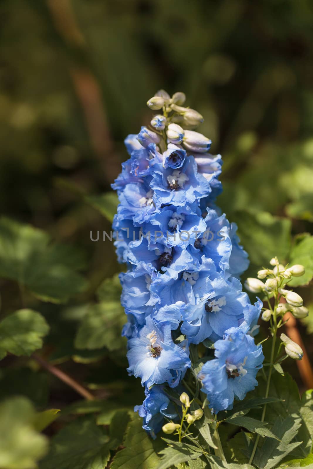 Delphinium blue bird flowers blooms in a botanical garden in spring.