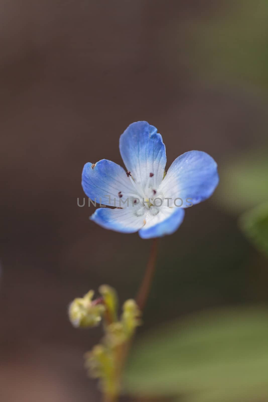 Blue Nemophila Baby Blue Eyes flower Nemophila menziesii blooms on a blurred bokeh green background in spring in a botanical garden.