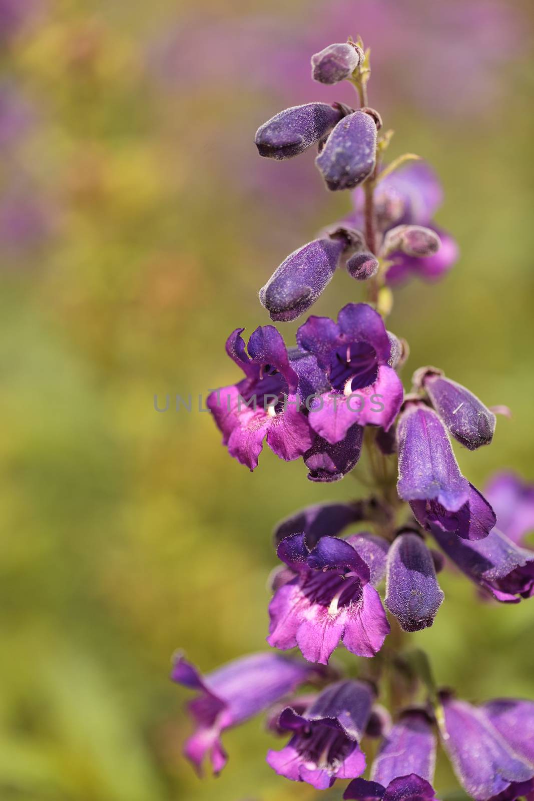 Purple flowers of Salvia farinacea Texas Violet is also called Texas Violet Mealy Sage