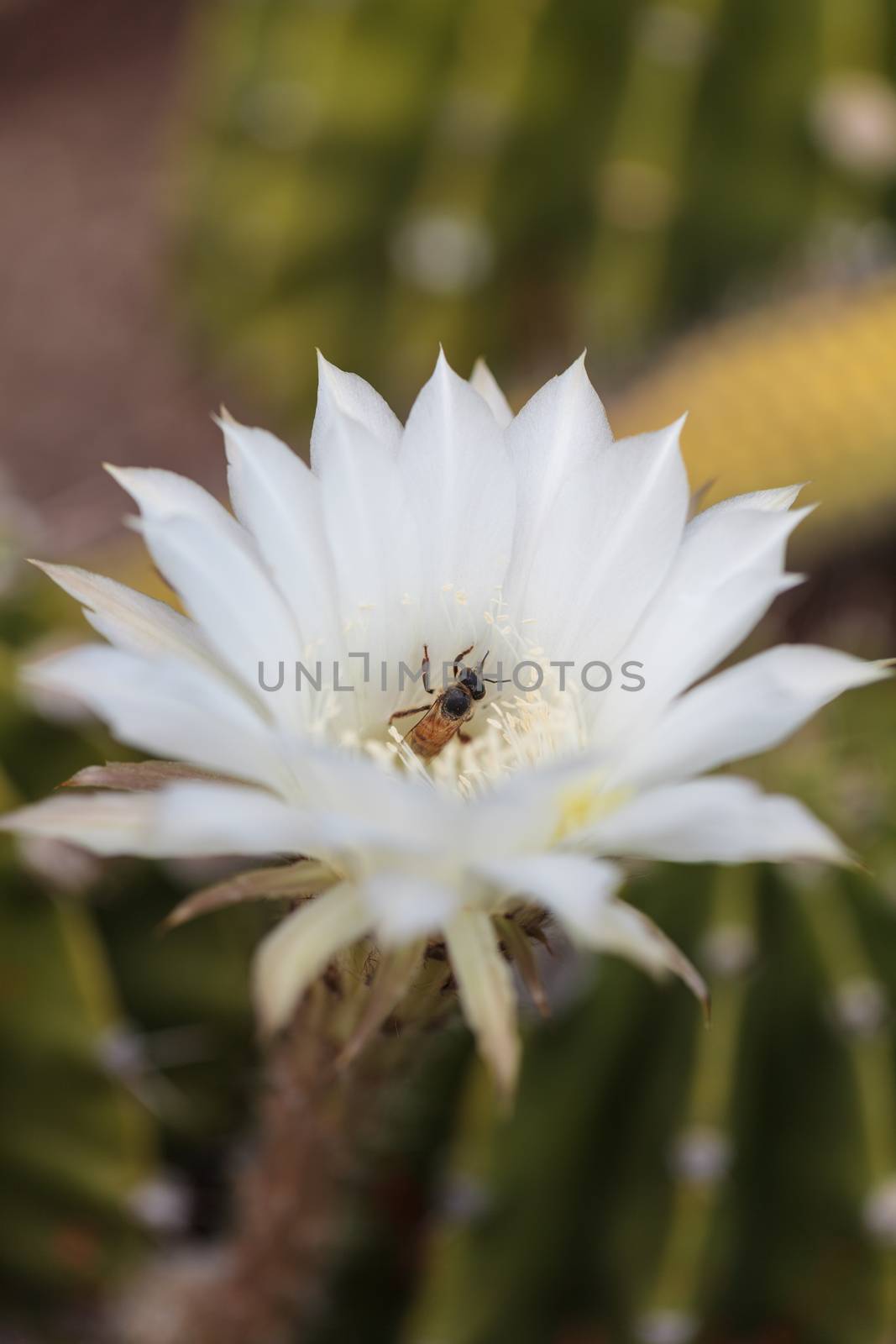 Honeybee, Apis mellifera, gathers pollen on a flower in Southern California, United States.