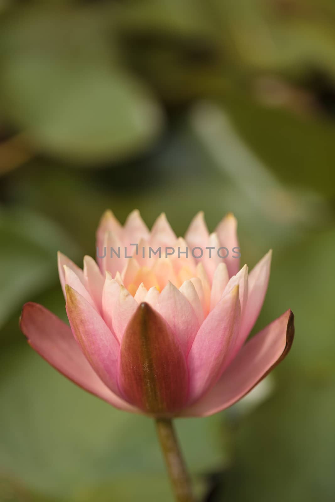 Pink water lily flower on top of a koi pond in Southern California