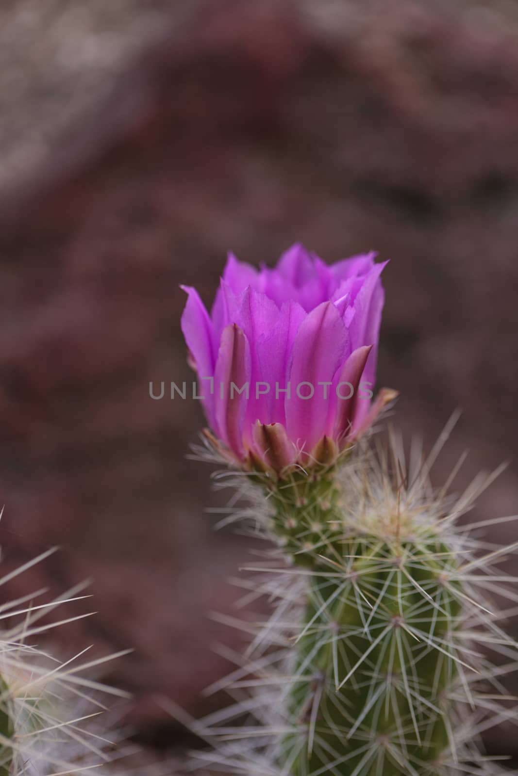 Hot pink flowers with a green stamen found on Ferocactus emoryi blooms on a cactus in Arizona.