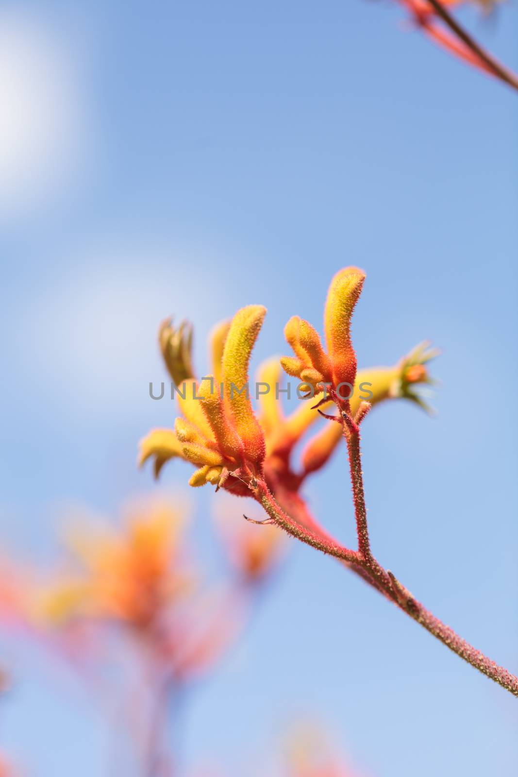 Yellow, orange and red Tall Kangaroo Paws flowers Anigozanthos flavidus blooms in a botanical garden in Australia