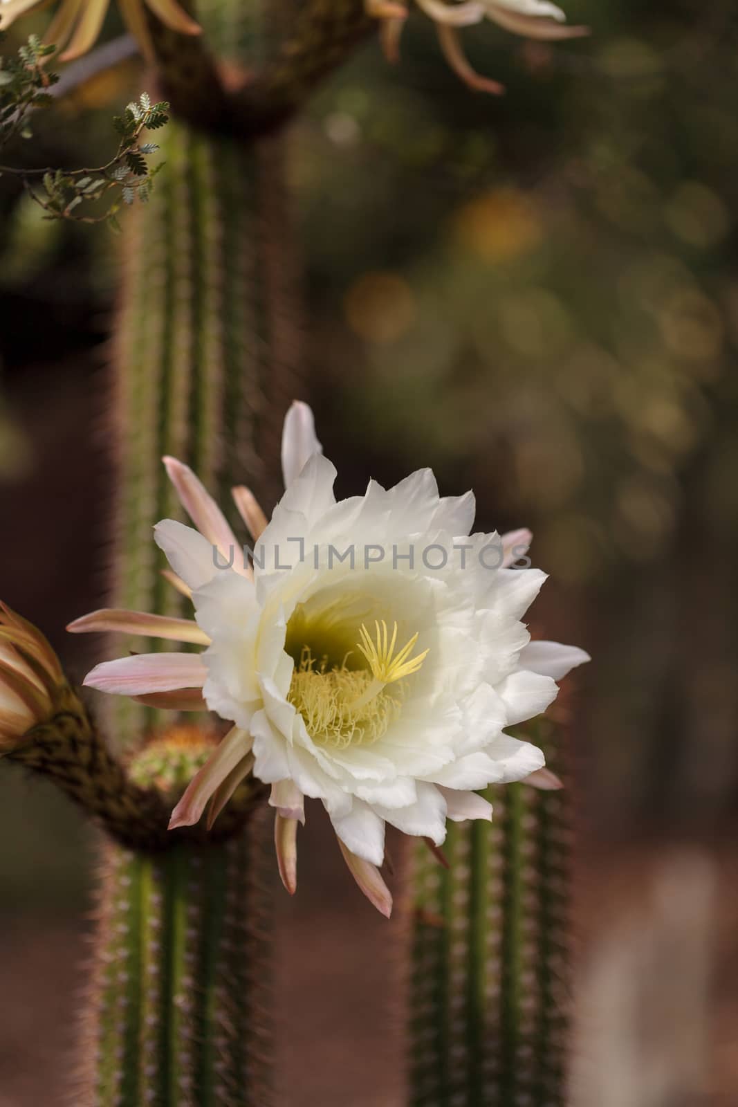 White Trichocereus spachianus cactus flower blooms on a cactus in Arizona.