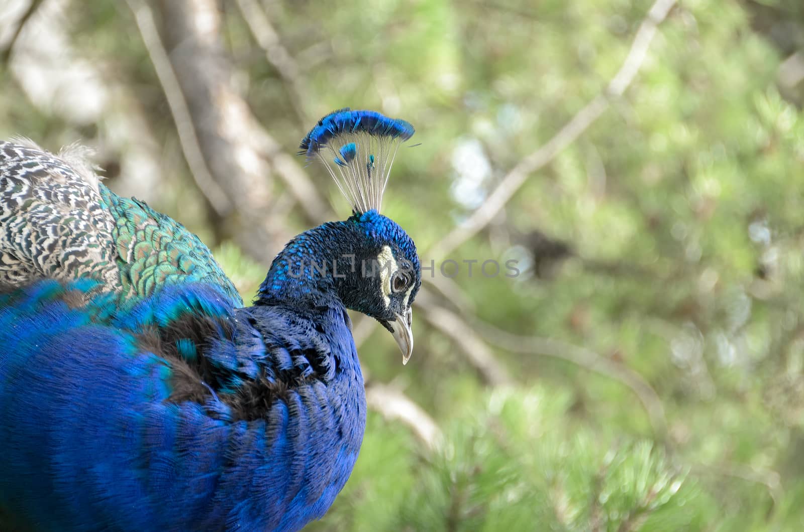 The peacock in the foreground shows the vivid colors of the feathers.