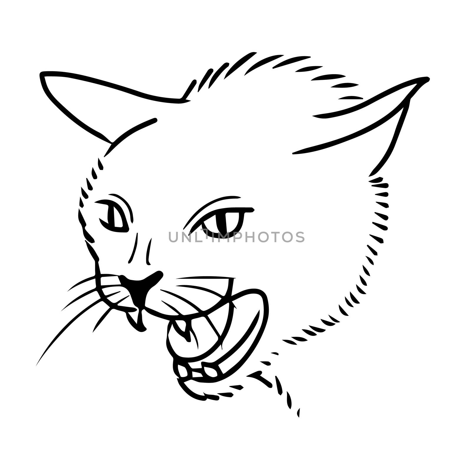 freehand sketch illustration of angry cat, kitten doodle hand drawn