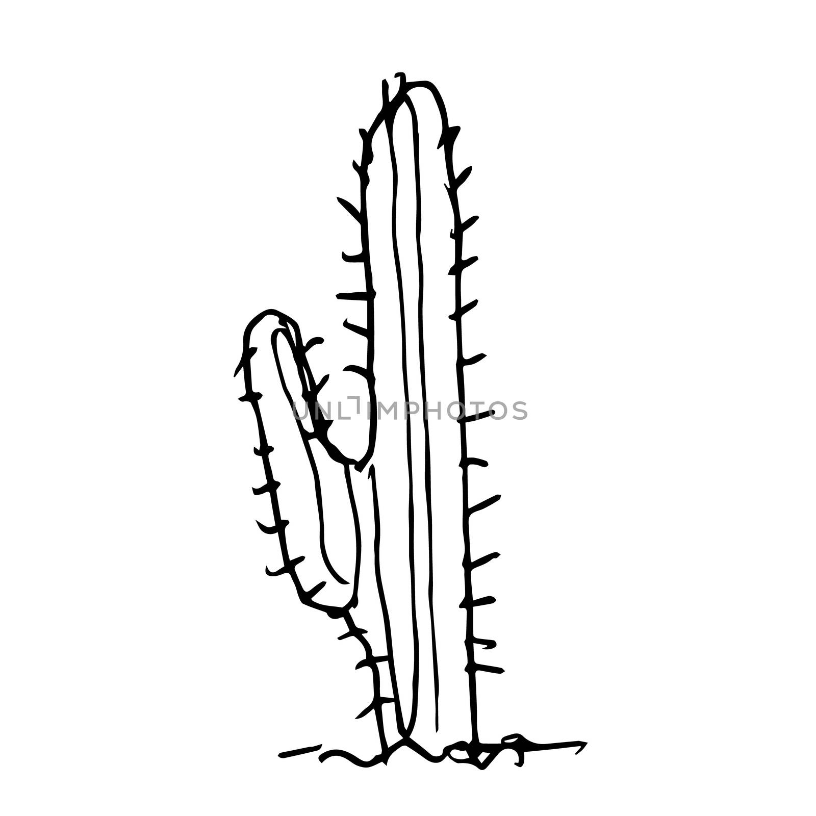 freehand sketch illustration of cactus doodle hand drawn in kid style