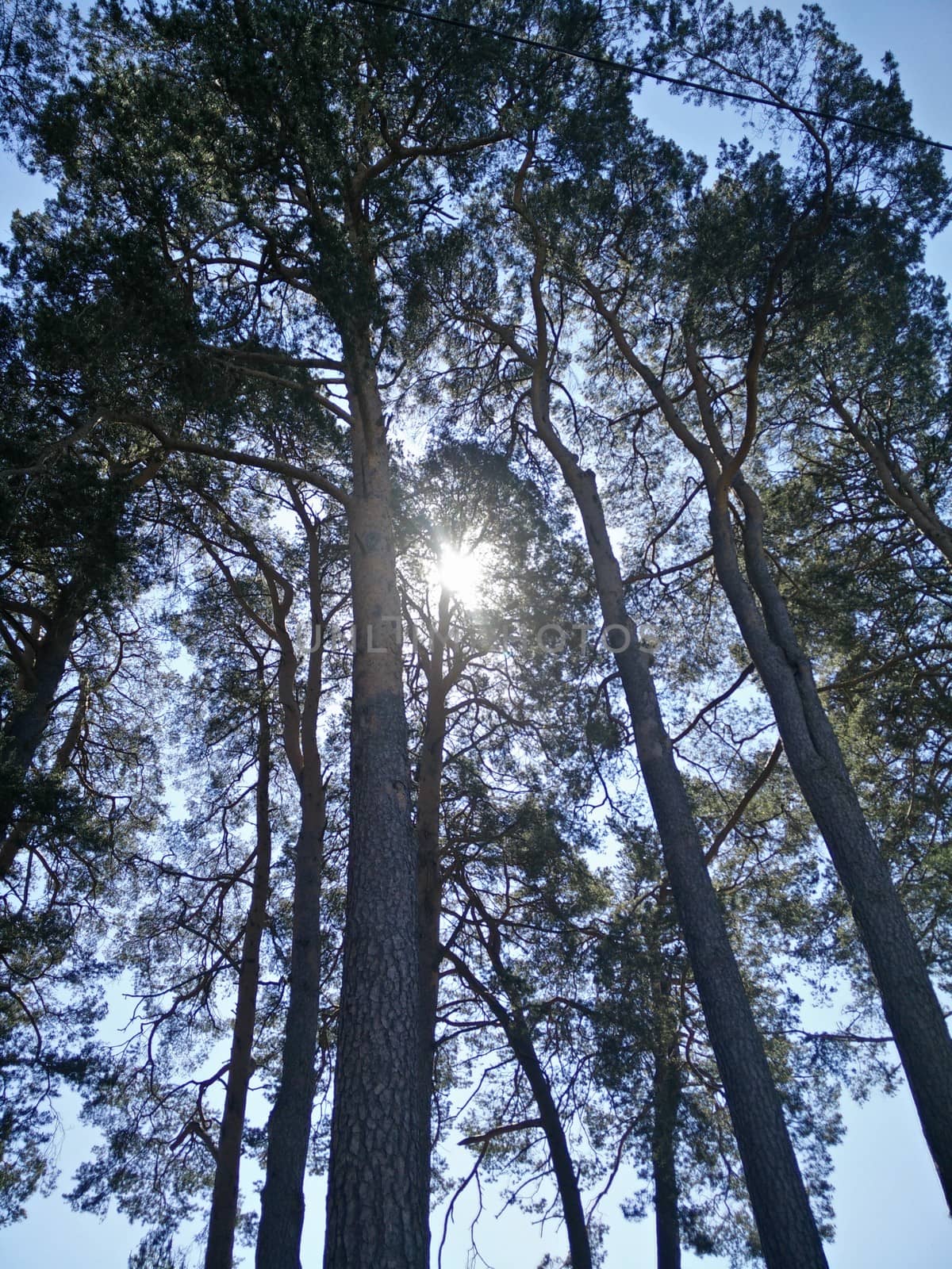 Sun and trees in the summer