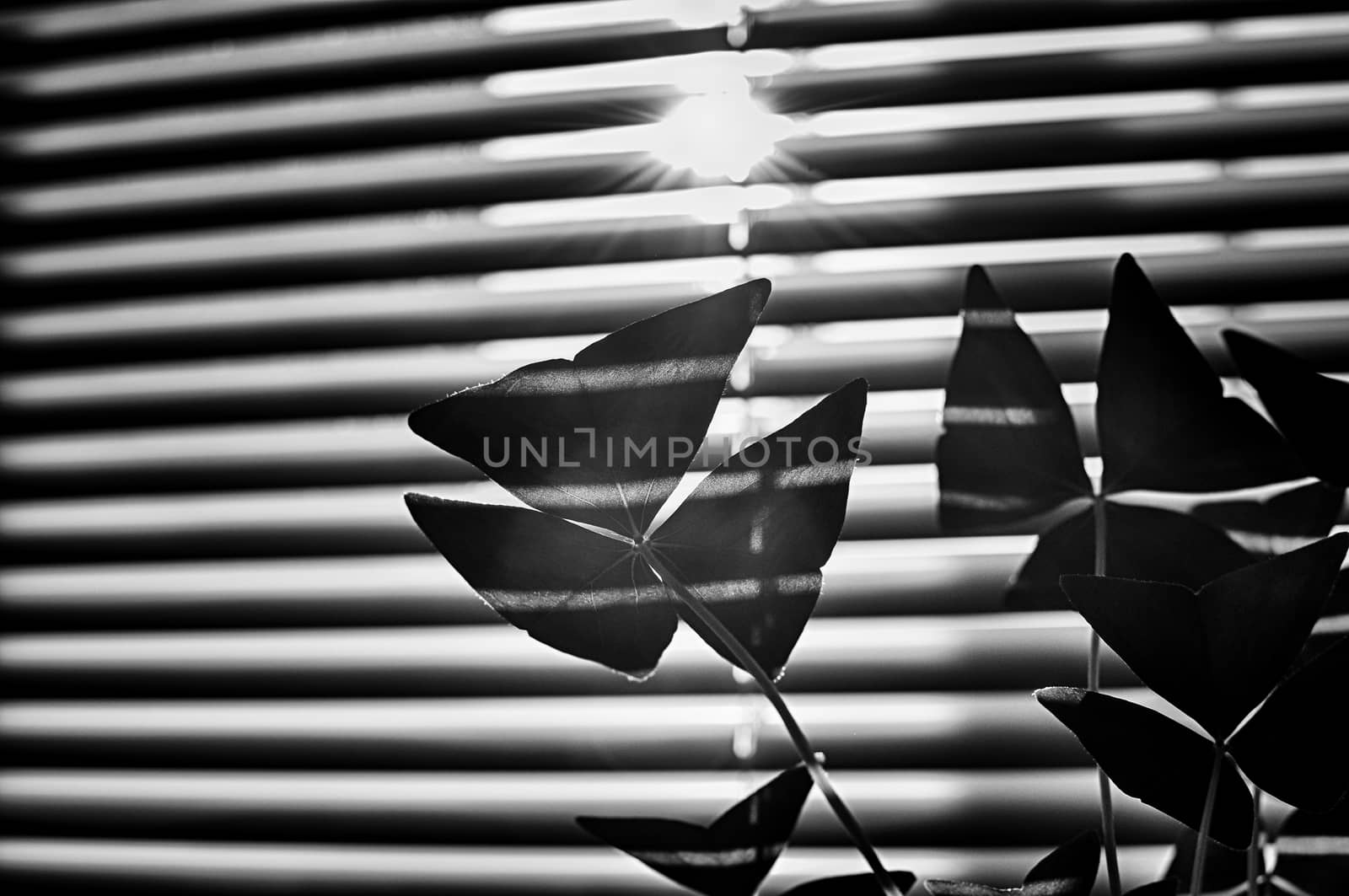 Flower with sunlight through blinds in black and white.
