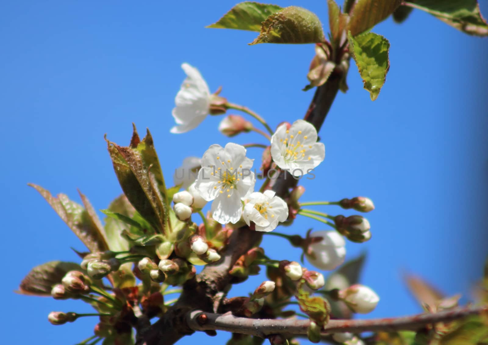 White cherry flowers in sping with blue sky