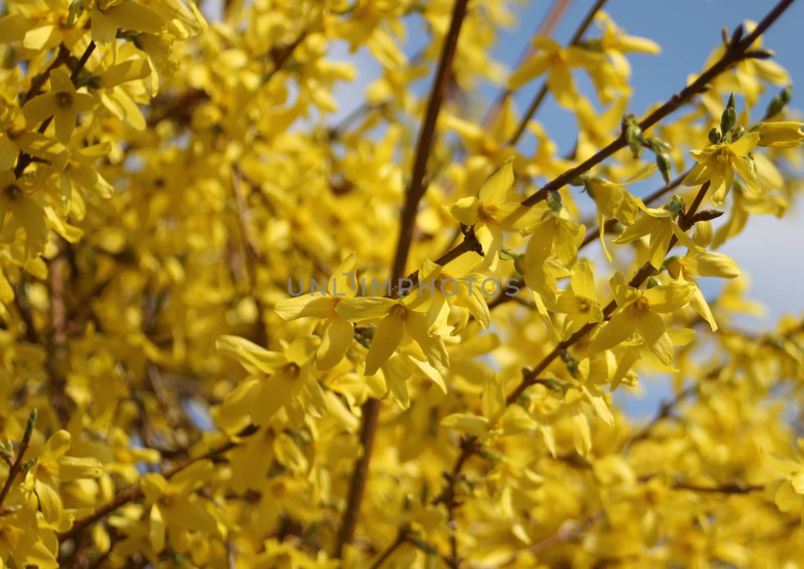 Yellow broom flowers in springtime with blue sky