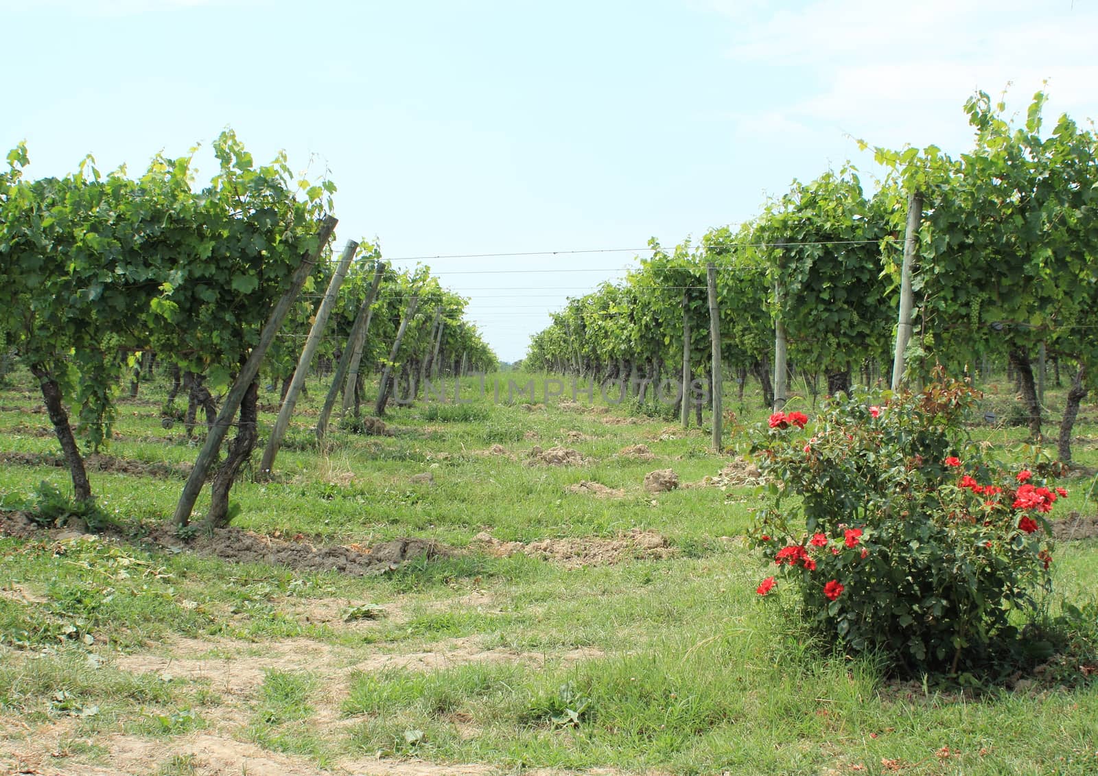 Passage between rows of wine stock at vineyard with roses