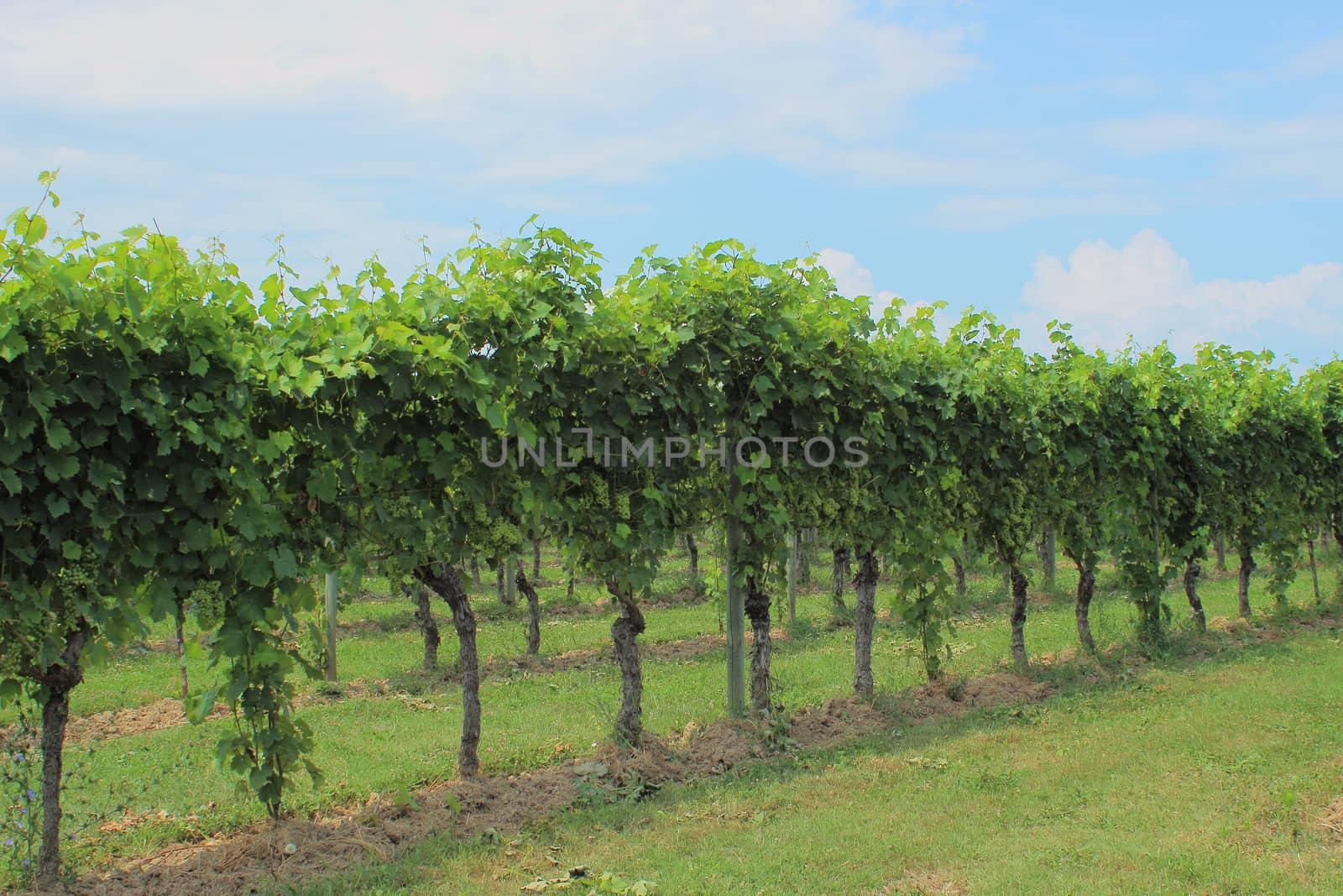 Row of wine stock at vineyard in Italy