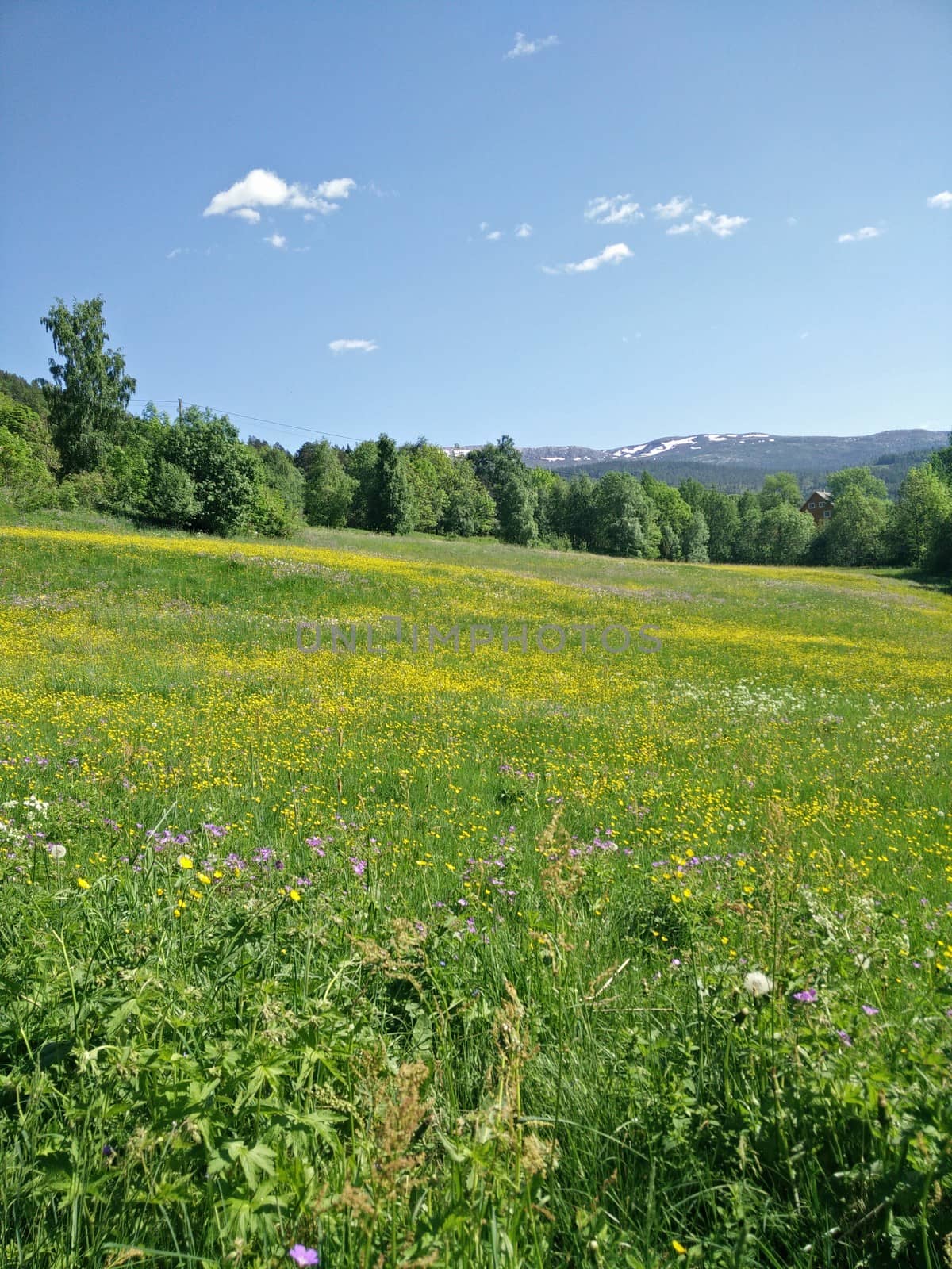 Flower field in the summer