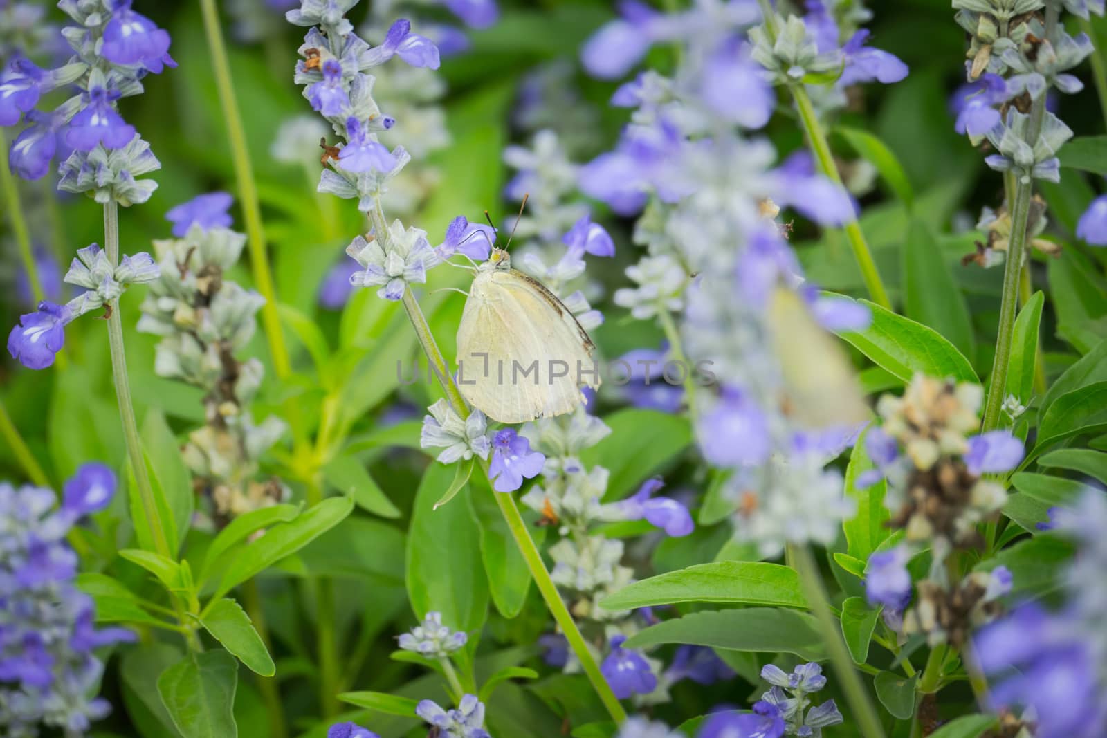 butterfly on flower, Blur flower background