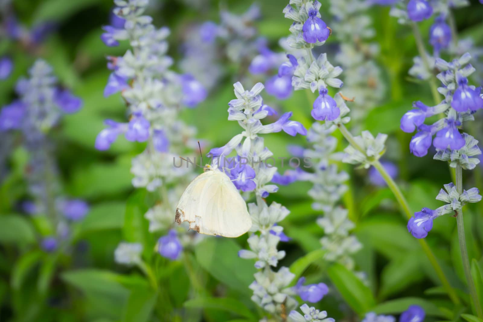 butterfly on flower, Blur flower background