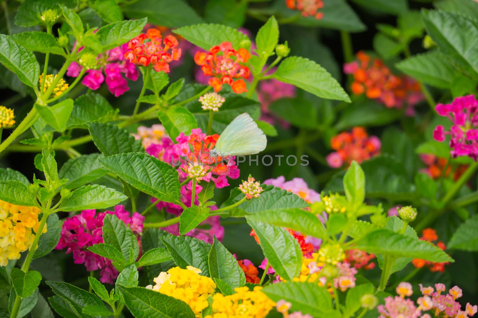 butterfly on flower by teerawit