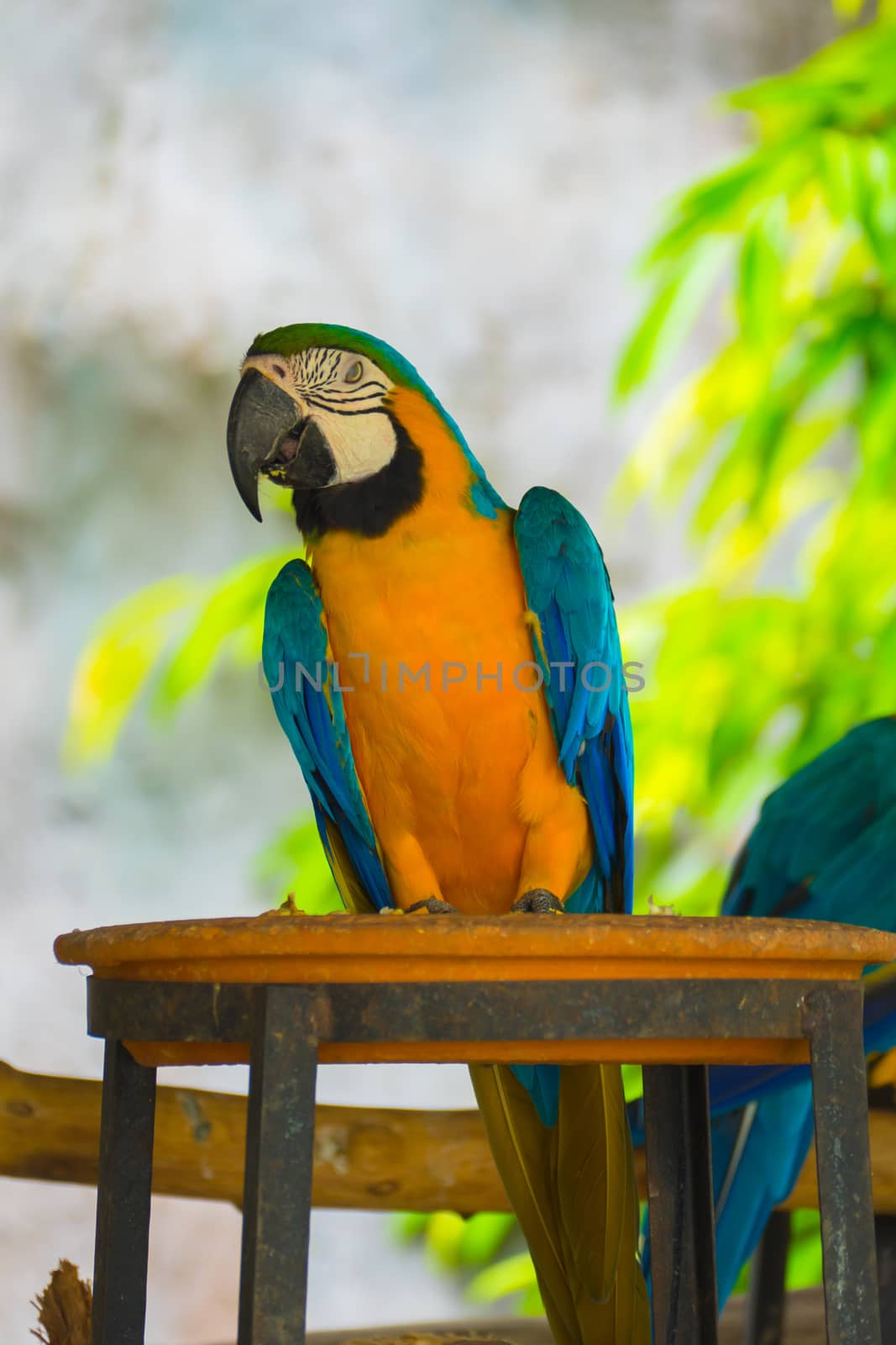 A colorful parrot on branch at zoo, animal backgrounds