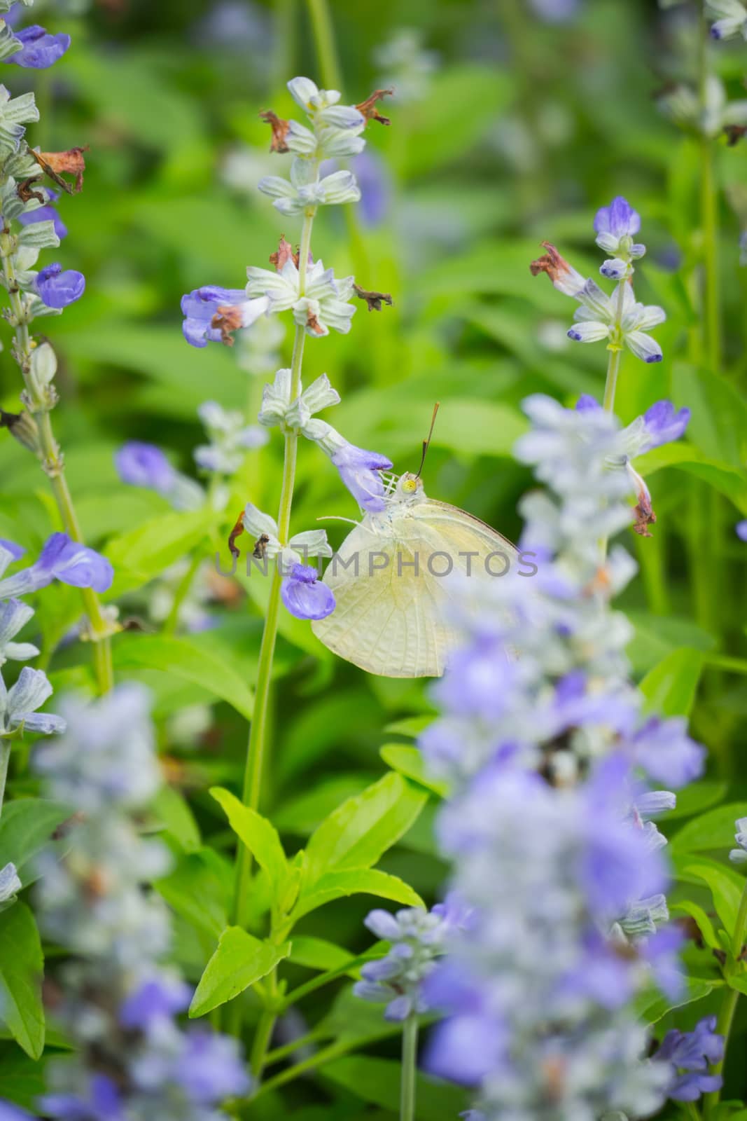 butterfly on flower, Blur flower background